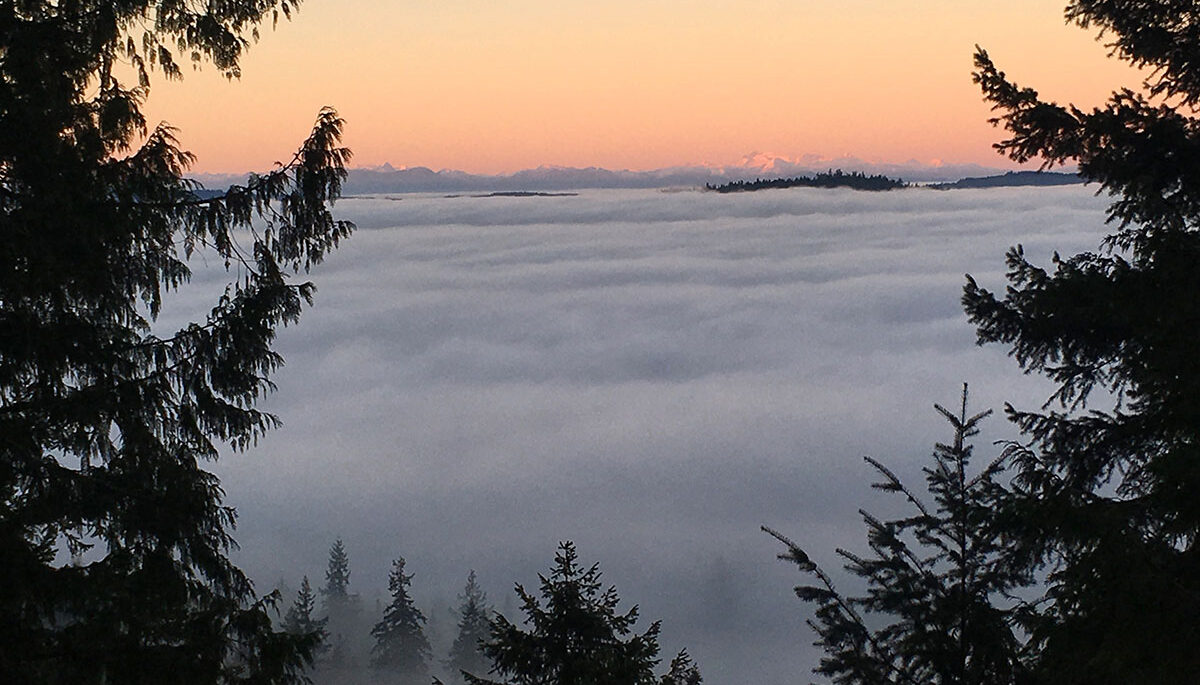 Fog Sanctuary Salt Spring