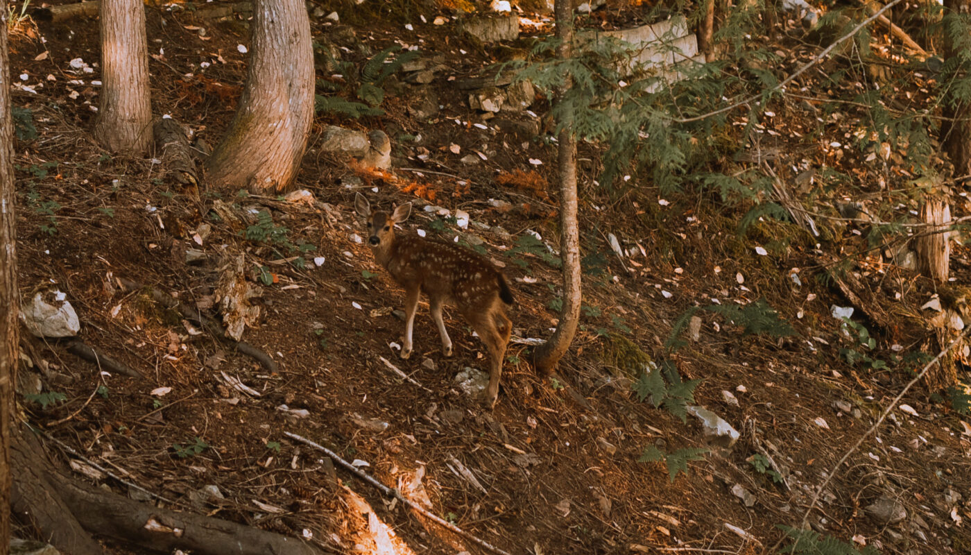 Wildlife Sanctuary Salt Spring